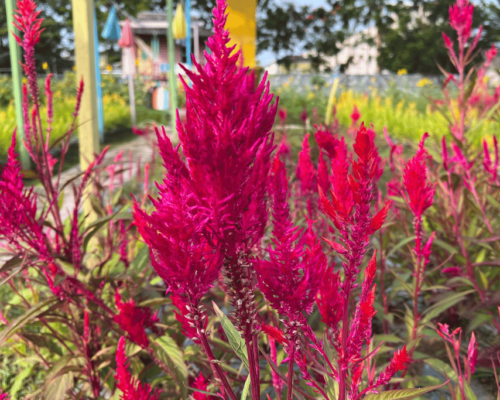 dragons breath plants