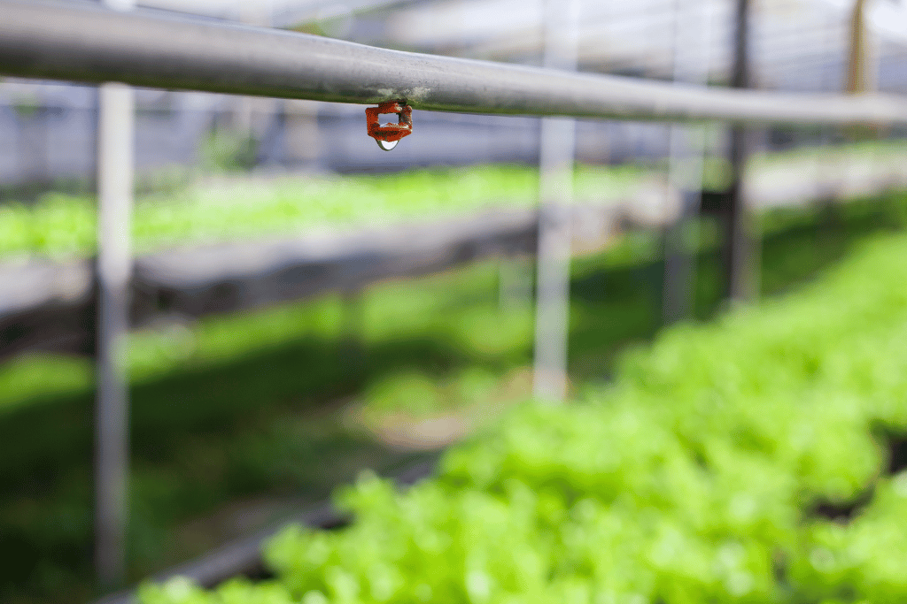 Drip Irrigation