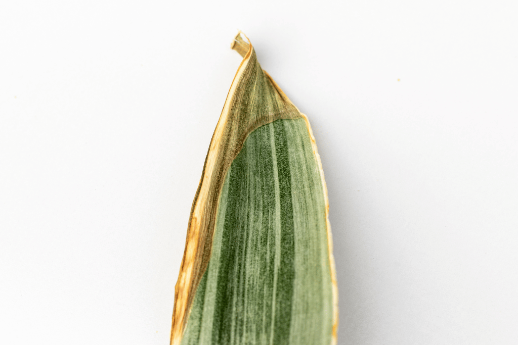 Dry Leaf 