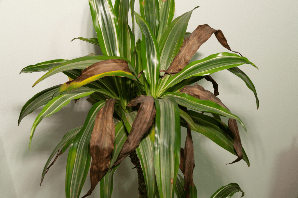 Dying Corn Plant