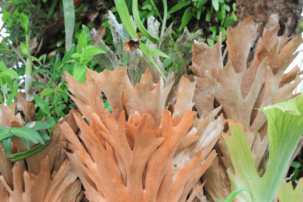 Dying Staghorn Fern