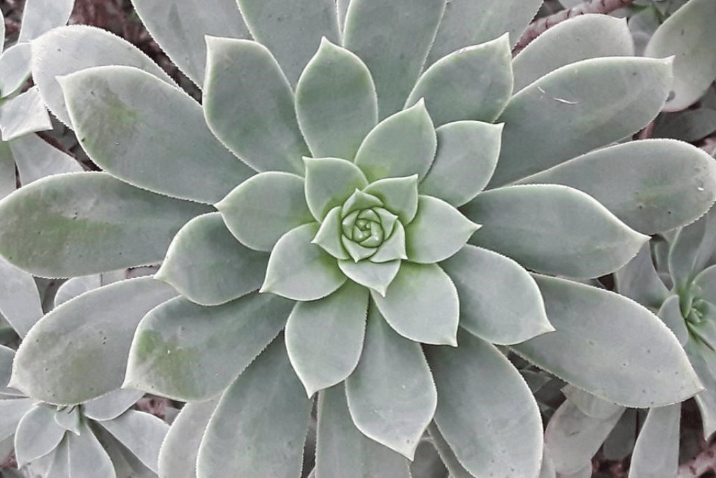 Echeveria