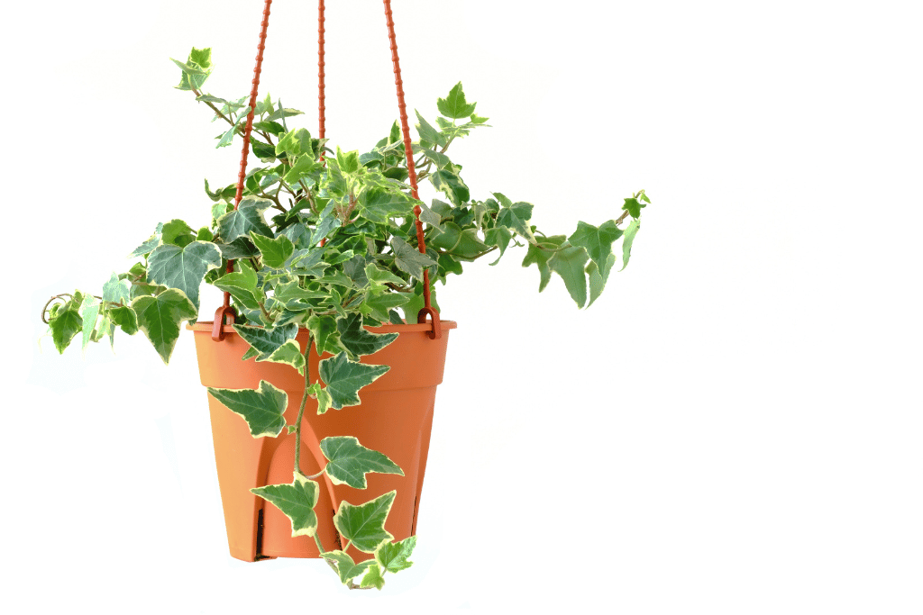 English Ivy