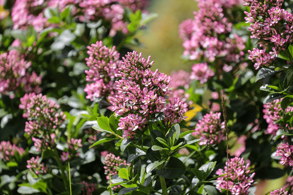 escallonia fradesii