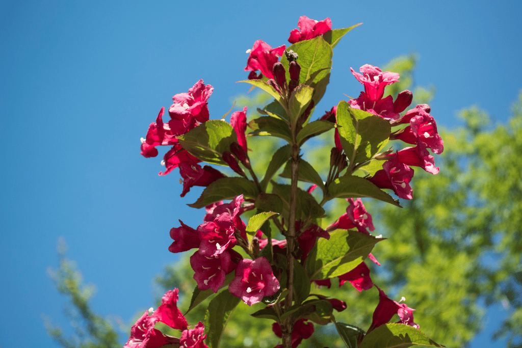 Escallonia Fradesii in sunshine