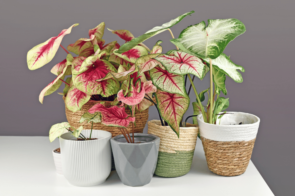 Exotic Caladium Plants 