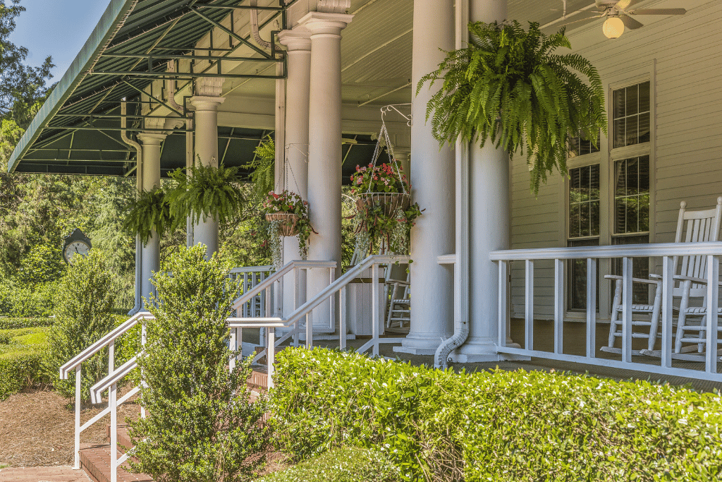 Ferns (Pteridophyta)