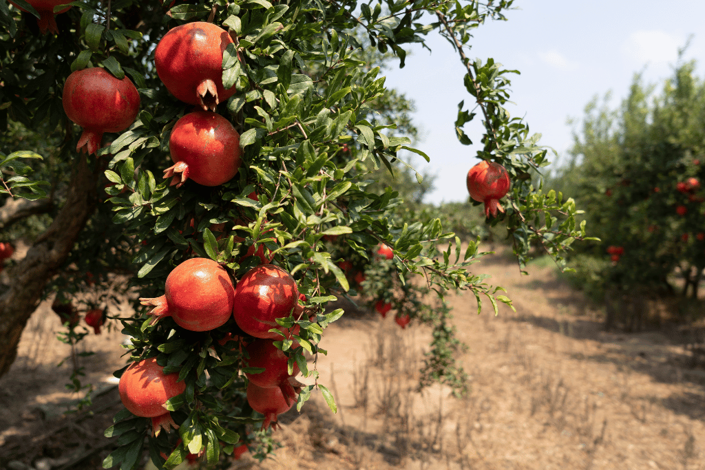 Pomegranate Tree