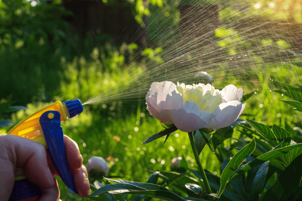 Peonies Fertilizer