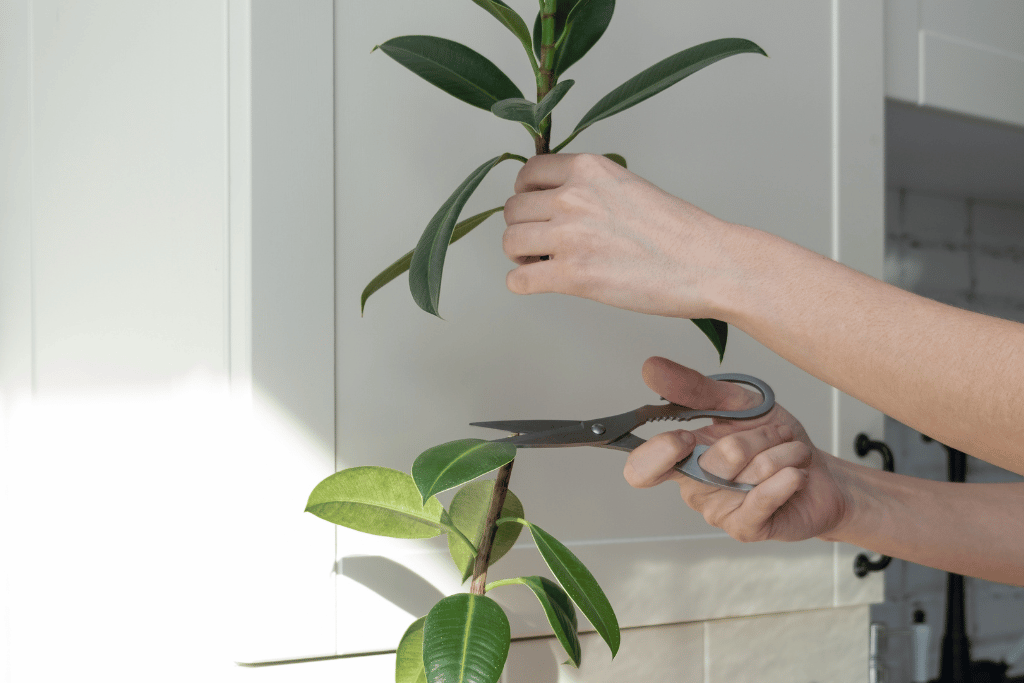 Ficus Shivereana Propagation 