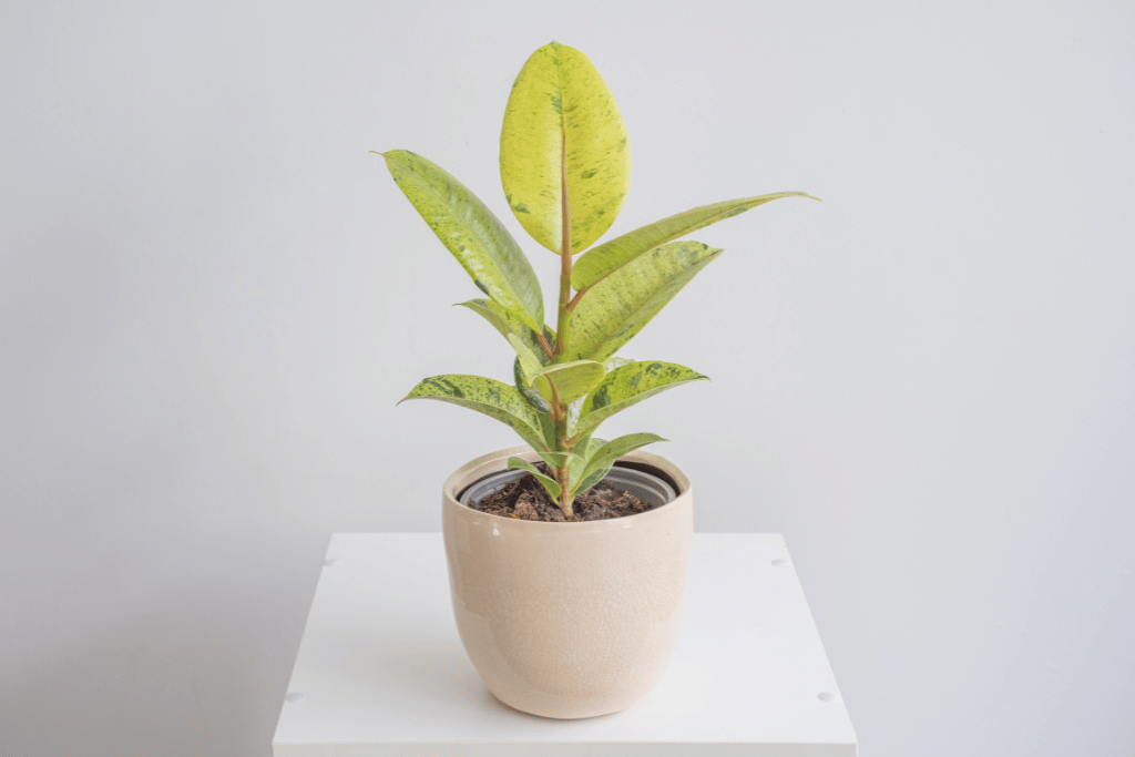 Ficus Shivereana