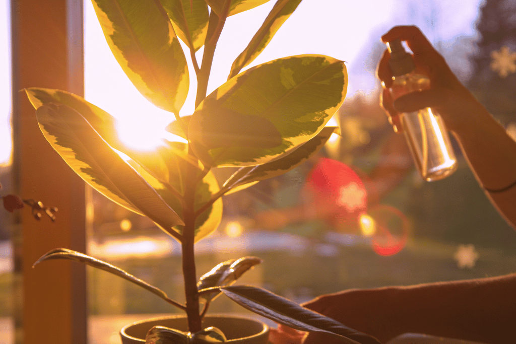 Ficus in Sunlight