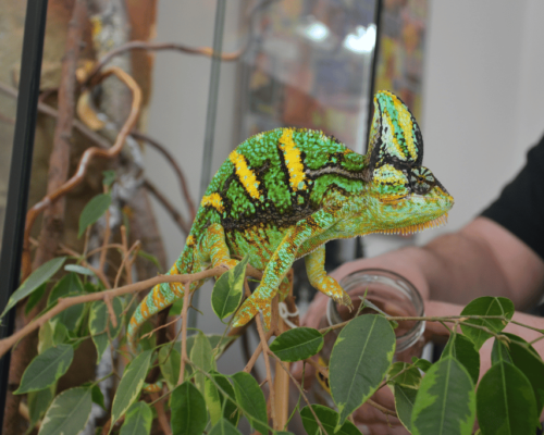 best plants for chameleons