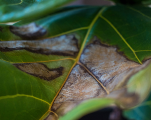 fiddle leaf fig brown spots