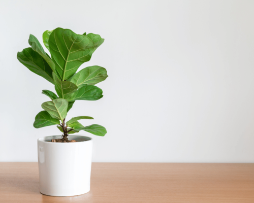 why is my fiddle leaf fig drooping