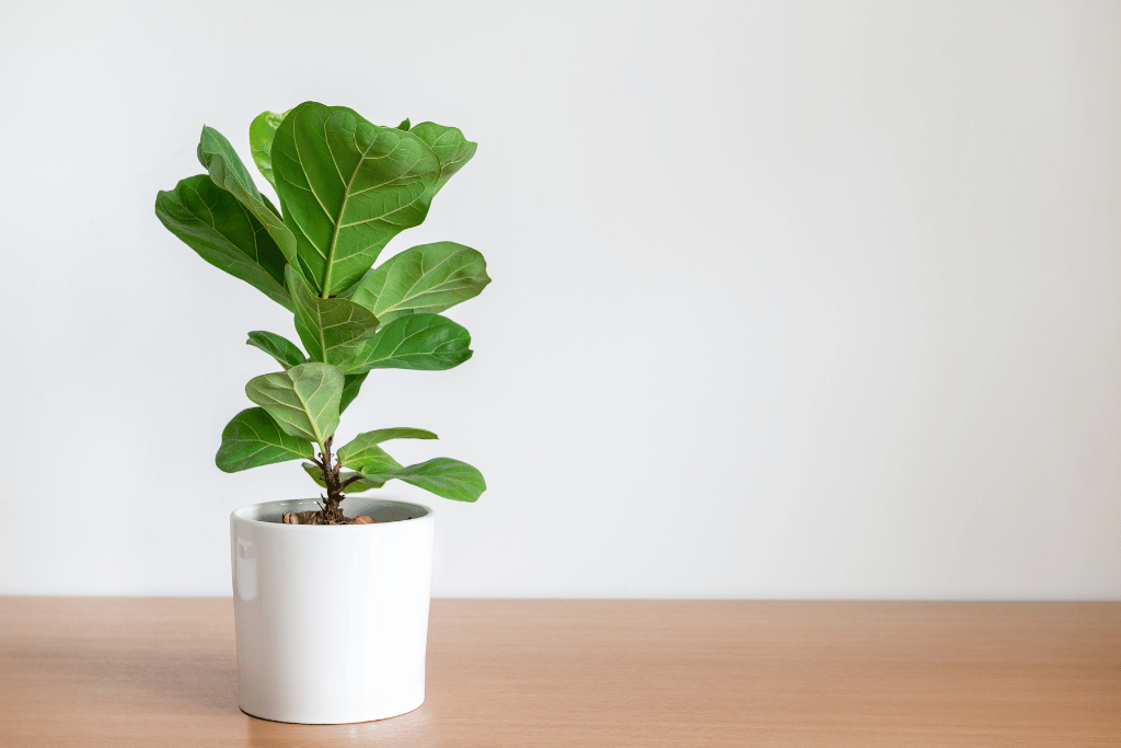 why is my fiddle leaf fig drooping