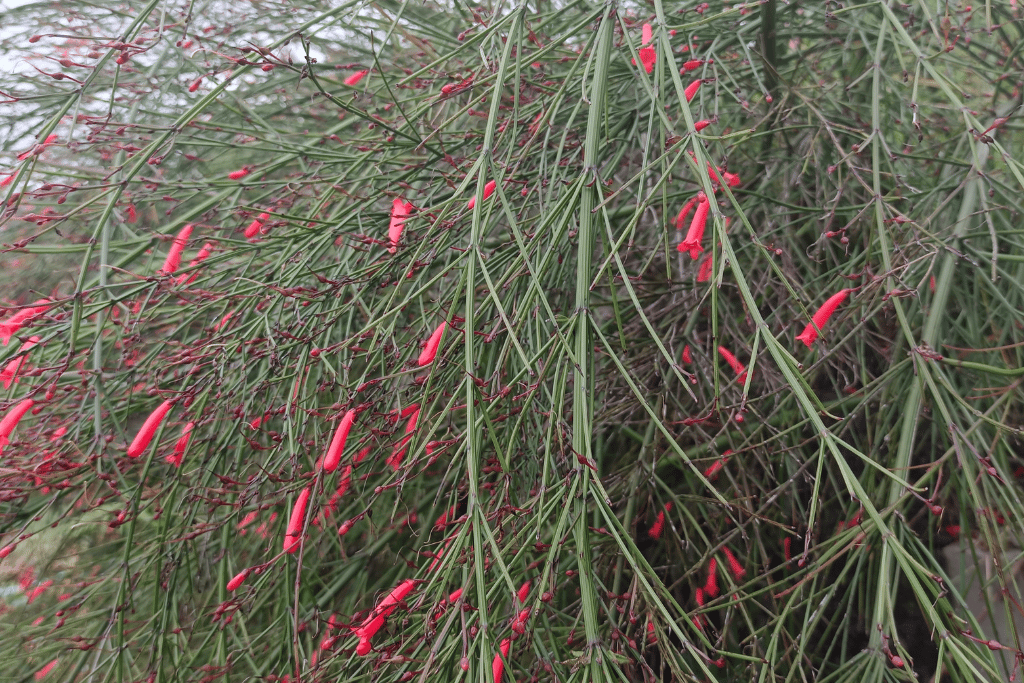 Firecracker Plant (Russelia equisetiformis)