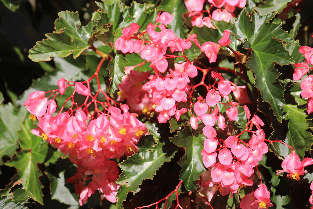 Flowering Stages