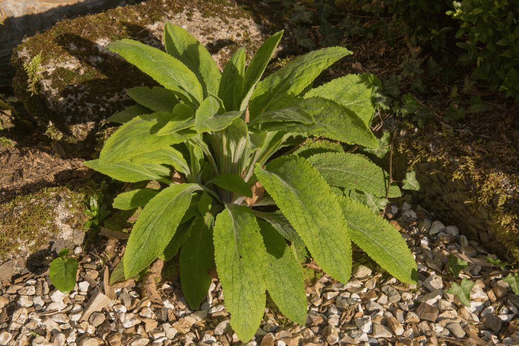 Foxglove 