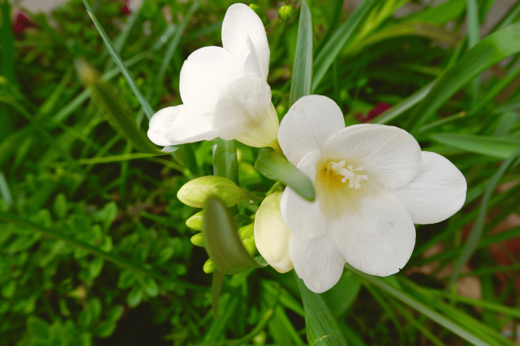 Freesia