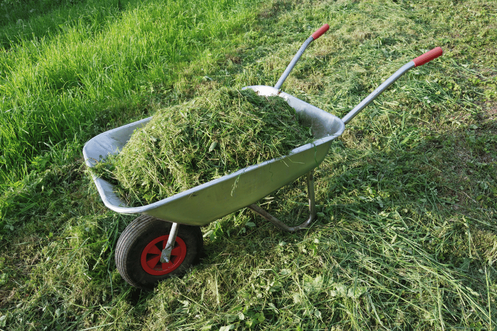 Fresh Grass Clippings