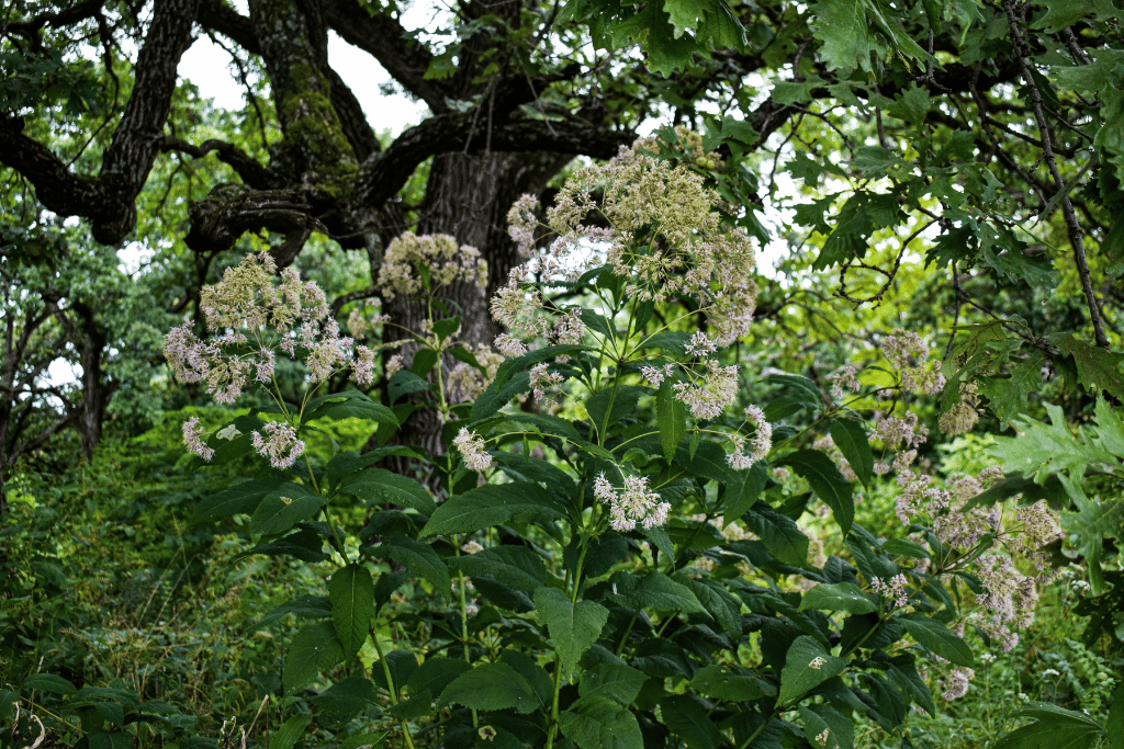 Frostweed