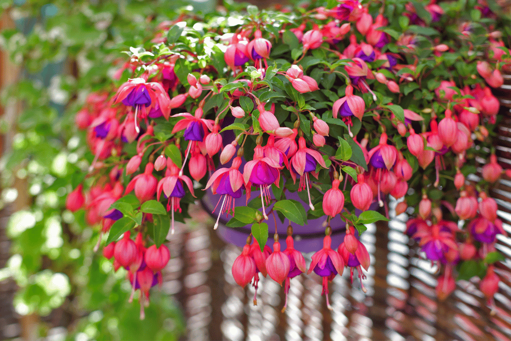 Fuchsia (Fuchsia spp.)