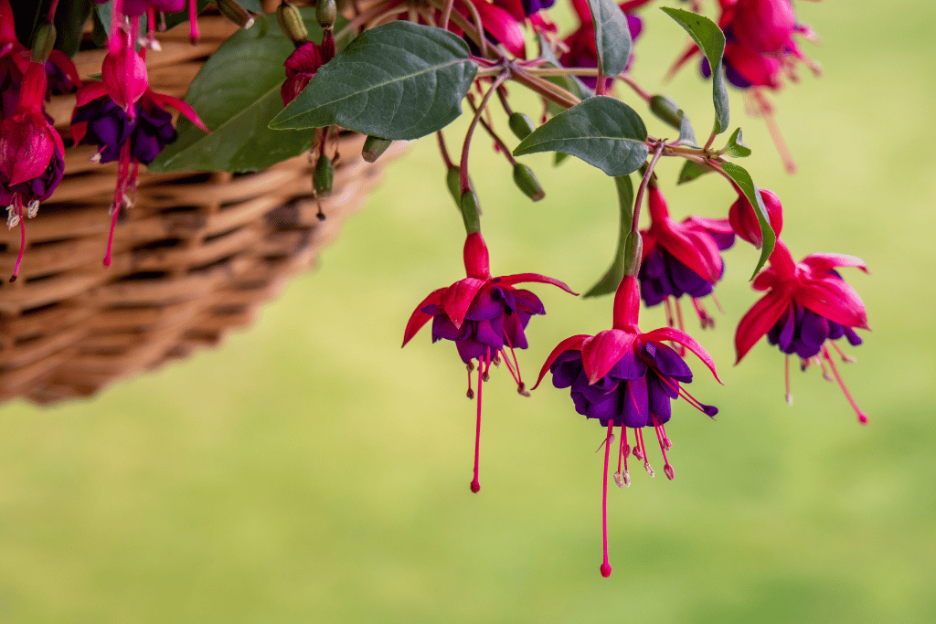 Fuchsia 