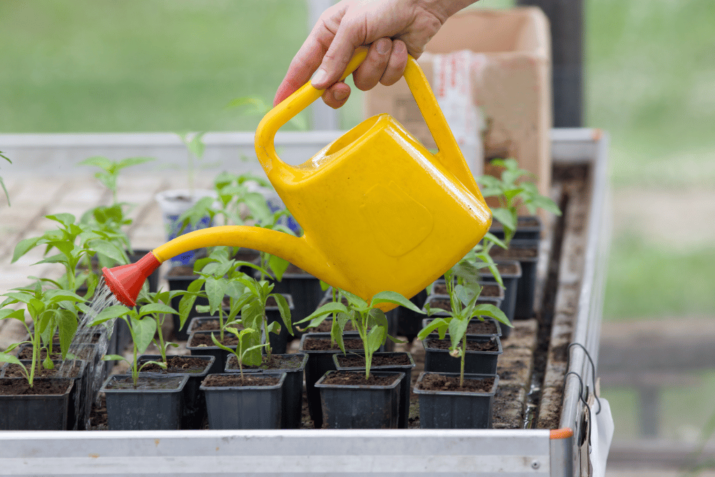 Watering Seedlings