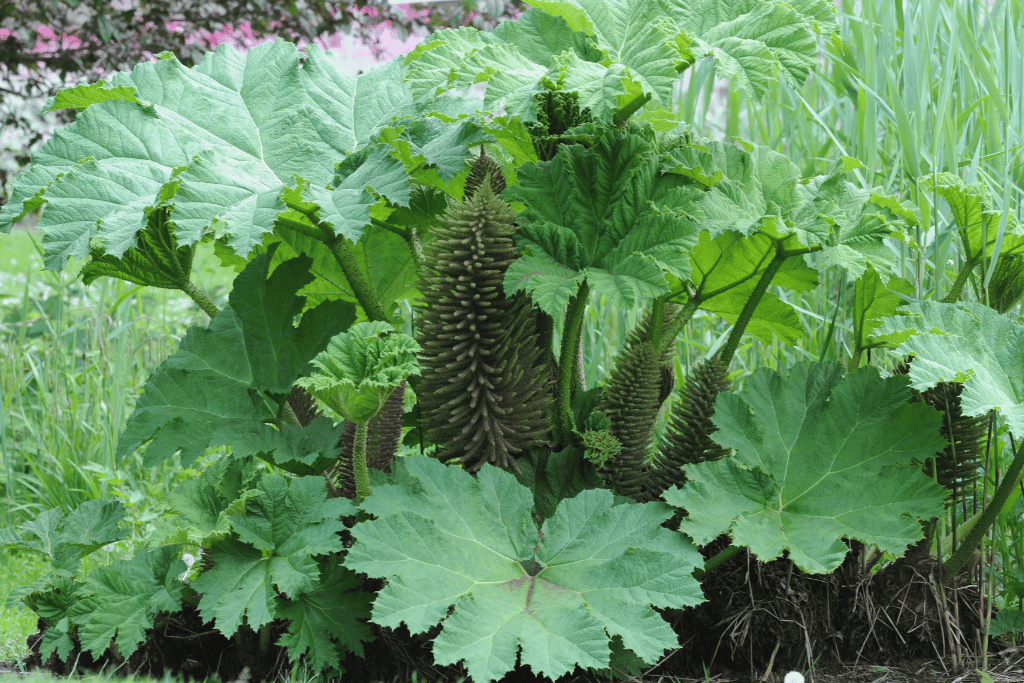 Giant Rhubarb (Gunnera tinctoria)