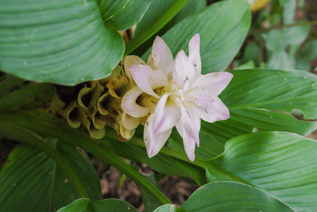 Ginger Lilly