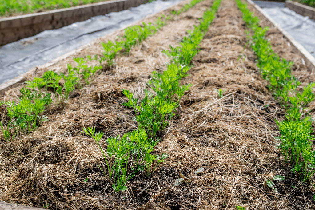 Grass Clippings Mulch