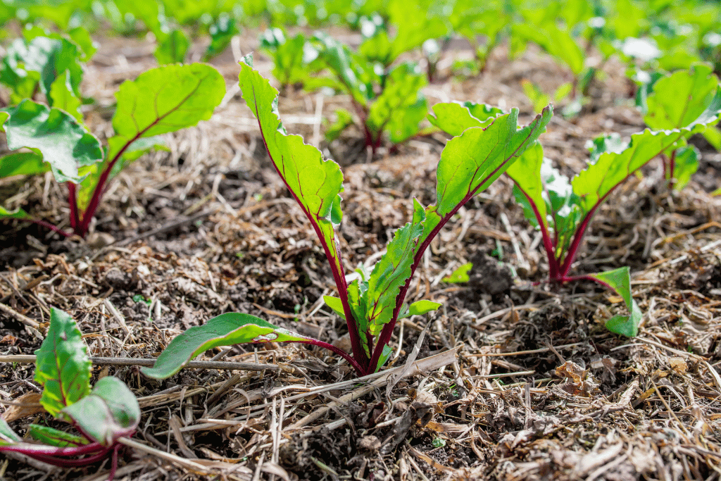 Grass Clippings on Raised Beds