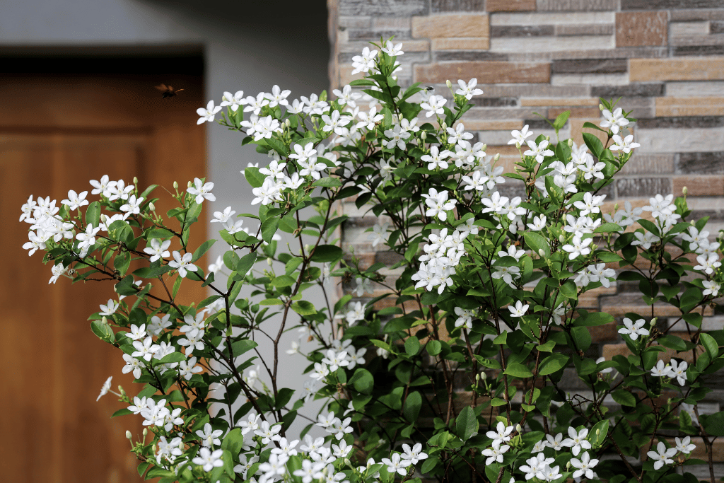 Grow a White Angel Plant