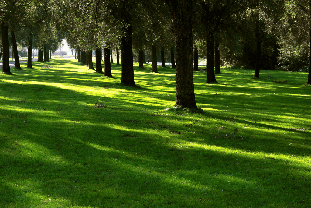 Growing Shade Grass