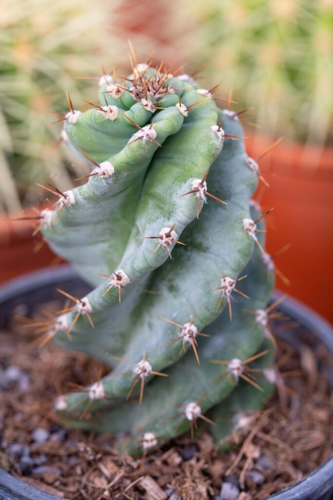 Cereus forbesii