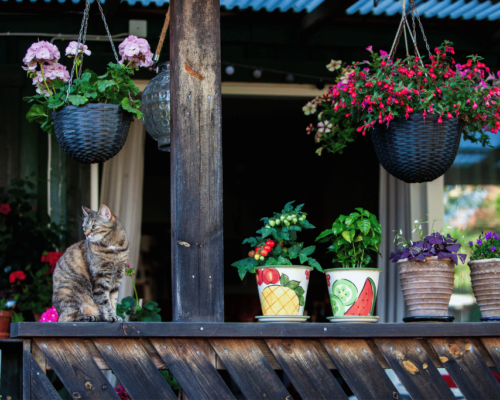 best hanging plants for shaded porch