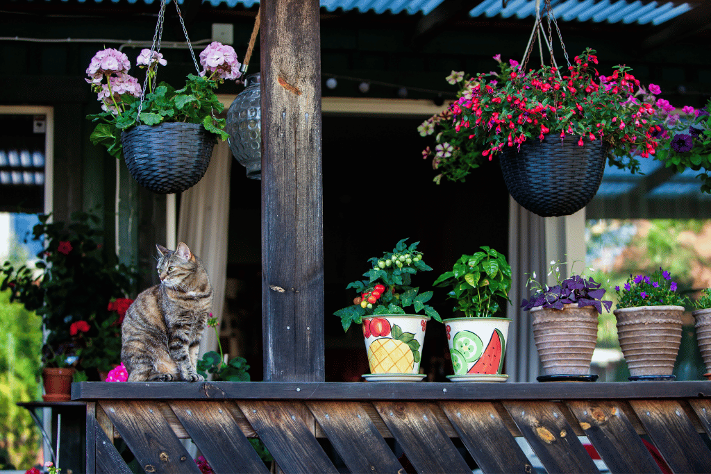 best hanging plants for shaded porch