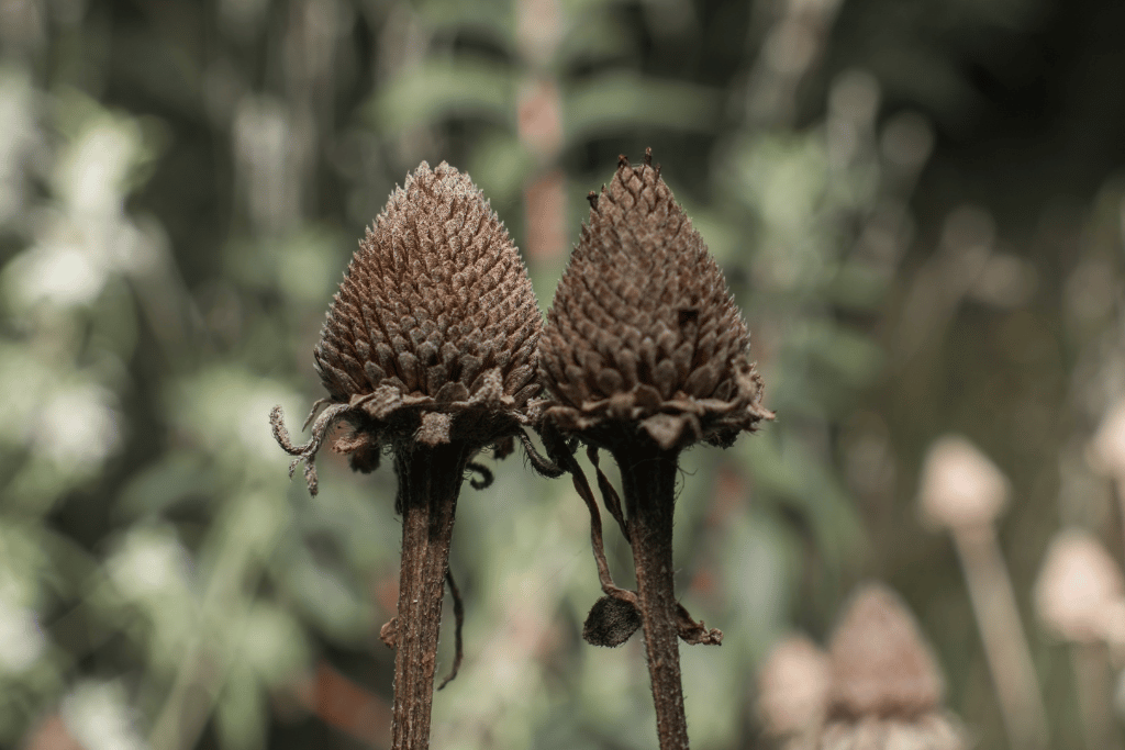 When to Harvest Black Eyed Susan Seeds