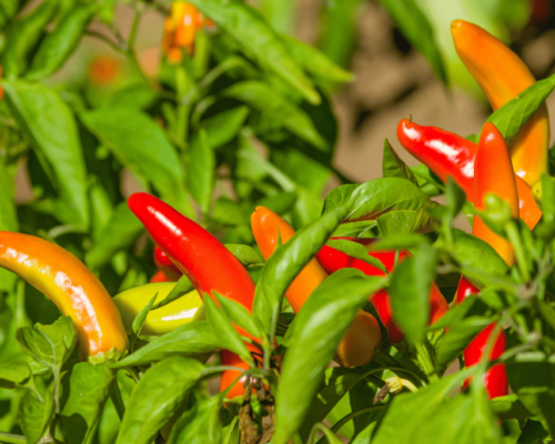 when to harvest banana peppers