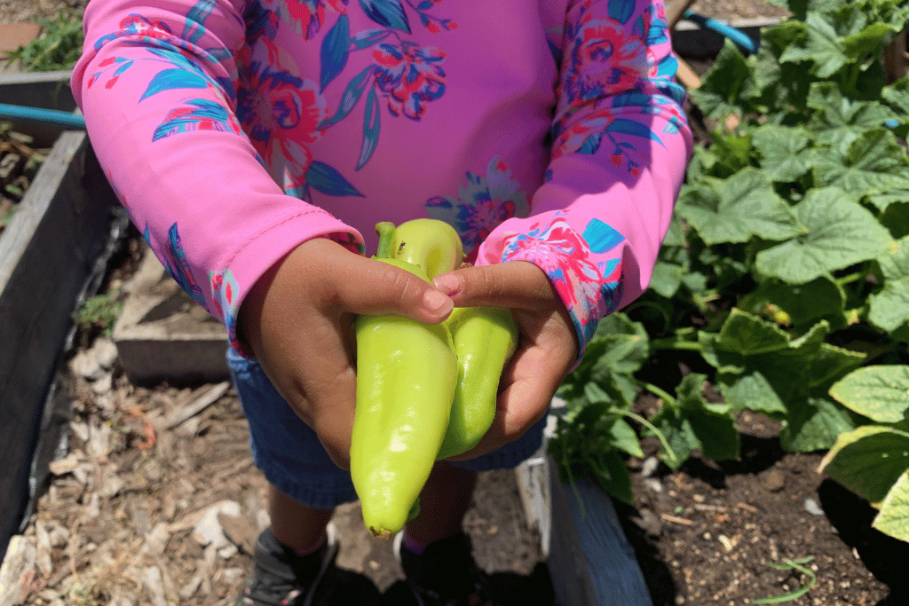 Harvesting