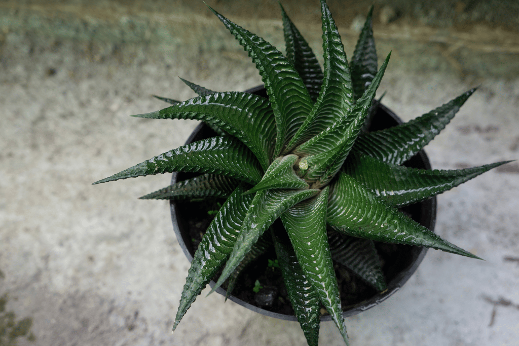 Haworthia 