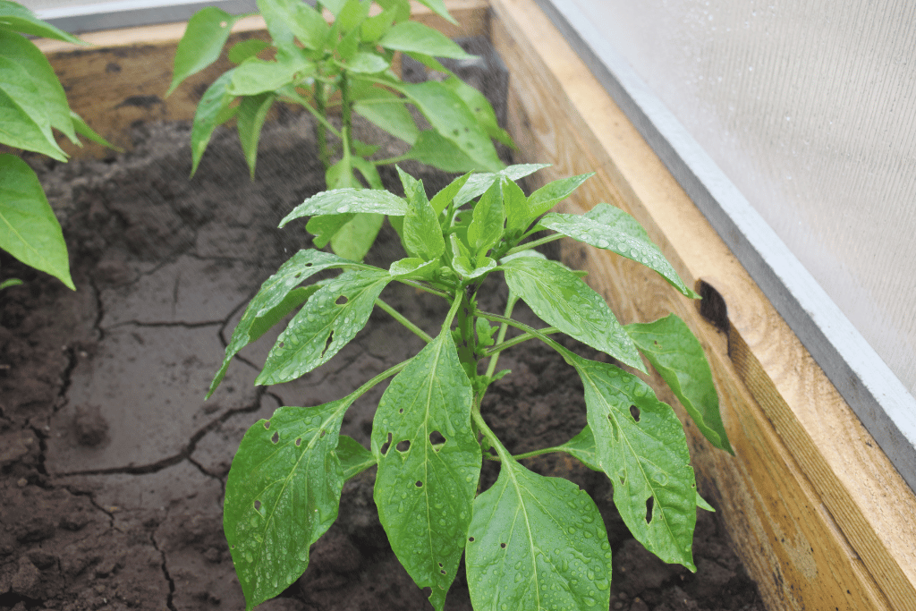 holes in pepper plant leaves