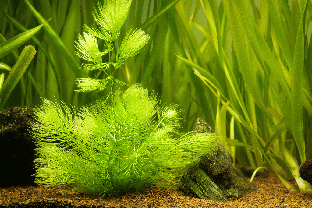 Hornwort