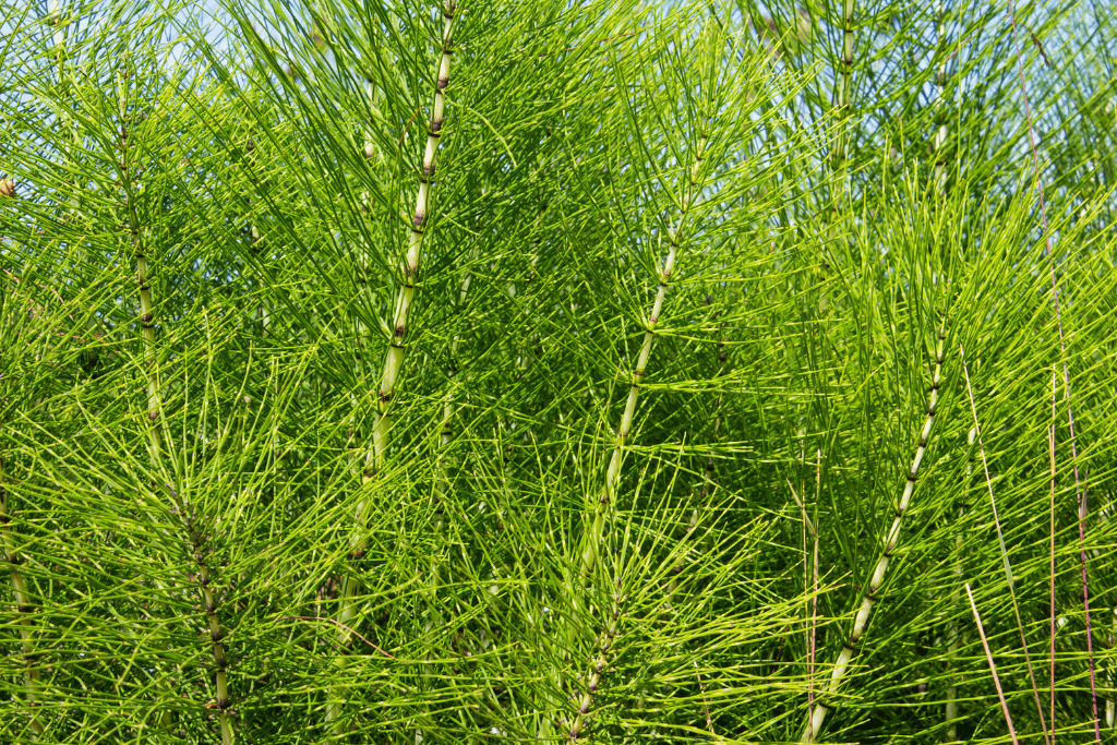 Horsetail