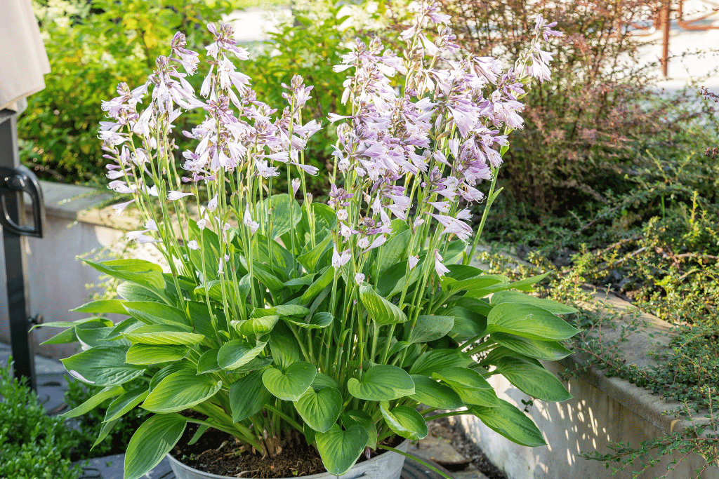  Hosta