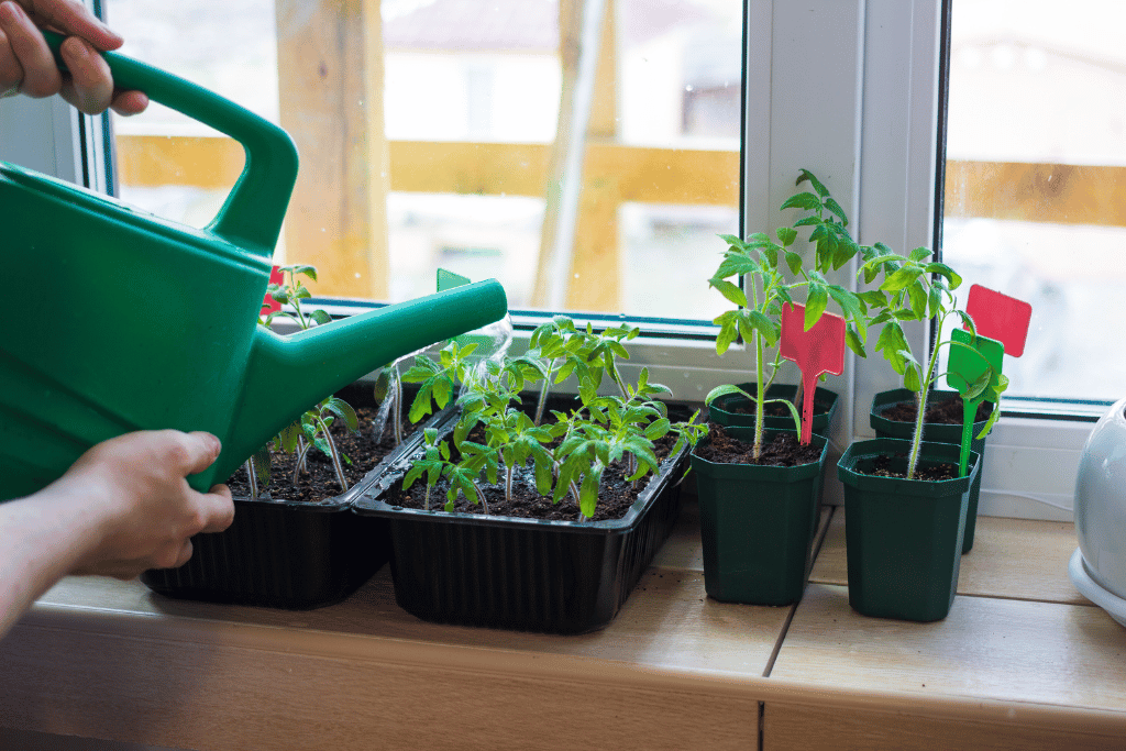 Water Seedlings