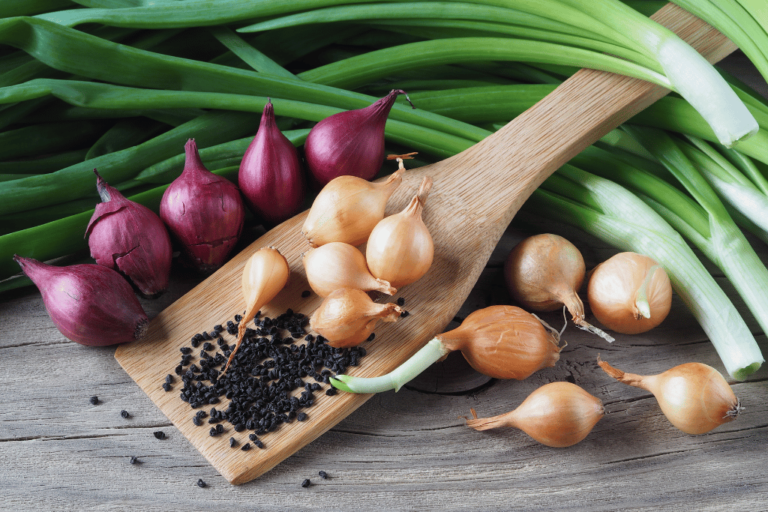 How do onions reproduce a closer look the plant bible