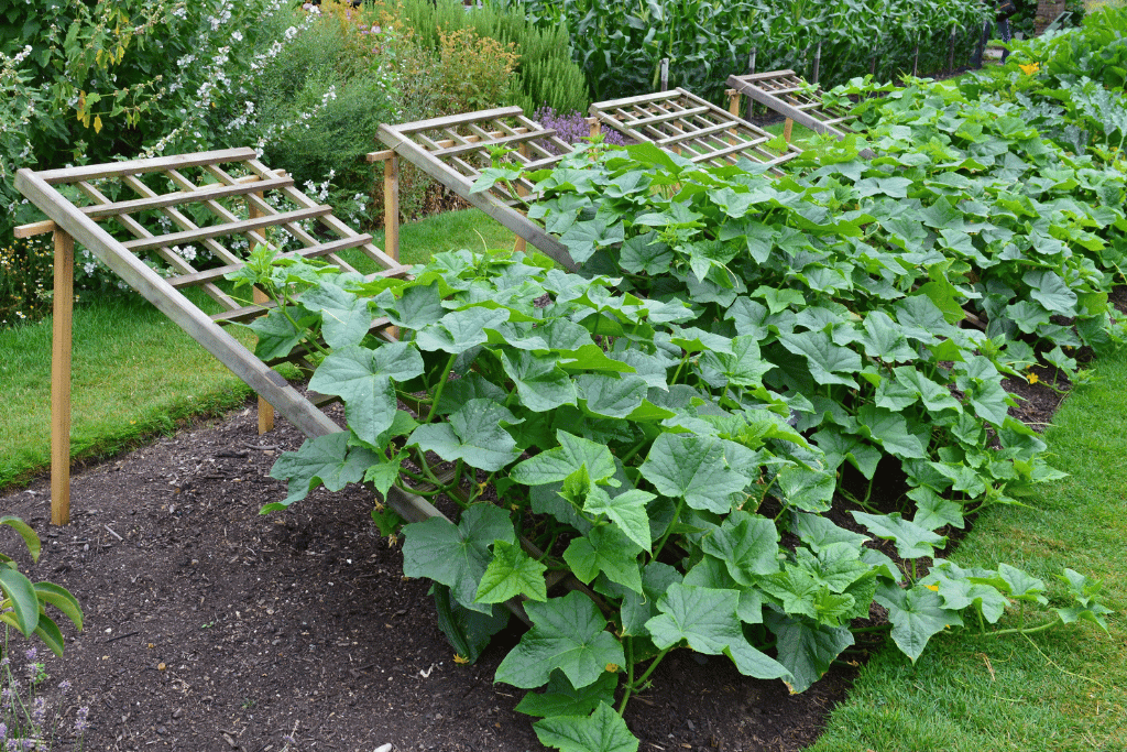 Trellising the cucumber vines