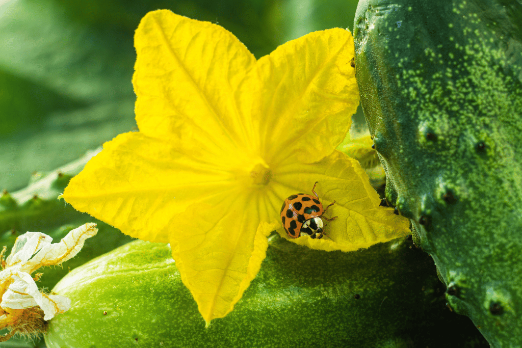 bug on cucumber flower